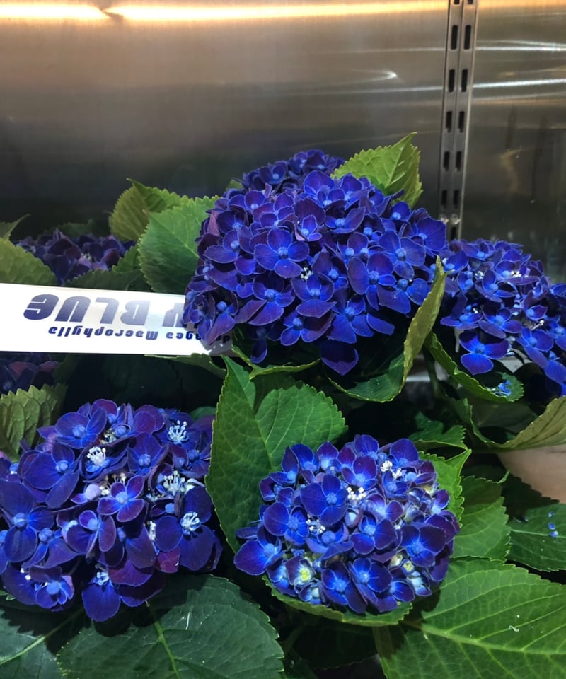 アジサイ ネイビーブルー花芽付き苗10.5㎝ポット 2株 | スズキ農園