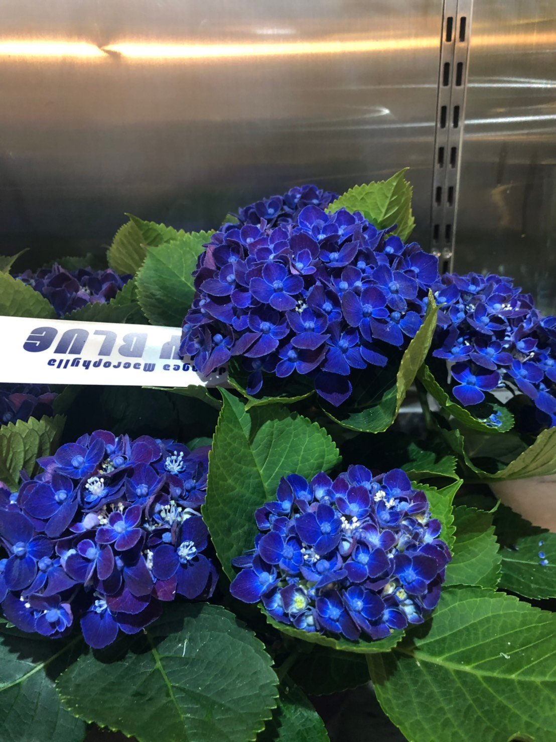 アジサイ ネイビーブルー花芽付き苗10.5㎝ポット 2株 | スズキ農園