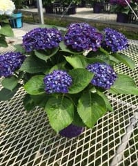 アジサイ ブラックジュエリー 花芽付き苗10.5㎝ポット 1株 | スズキ農園