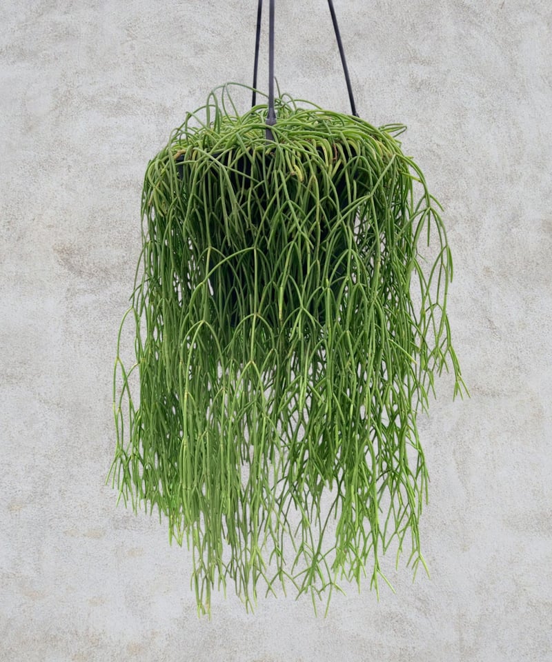 レア品種】リプサリス ミニマ | スズキ農園