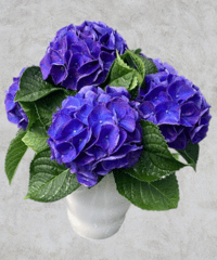 アジサイ ブラックジュエリー 花芽付き苗10.5㎝ポット 1株 アジサイ ブラックジュエリー 花芽付き苗10.5㎝ポット 1株