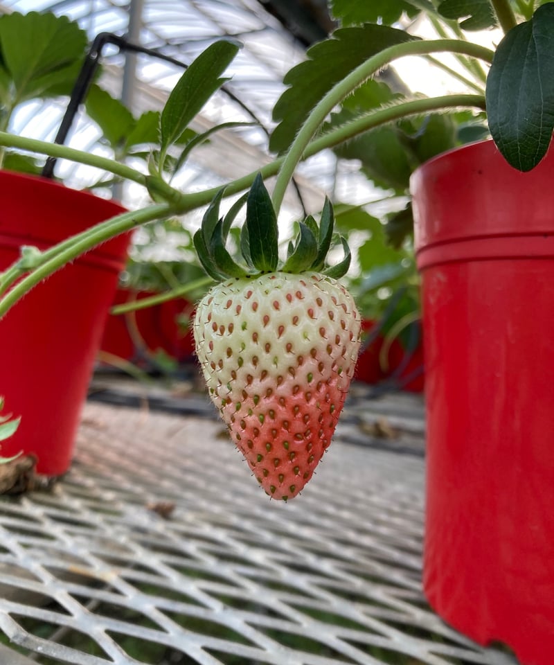鉢植えイチゴ【よつぼし】 | スズキ農園