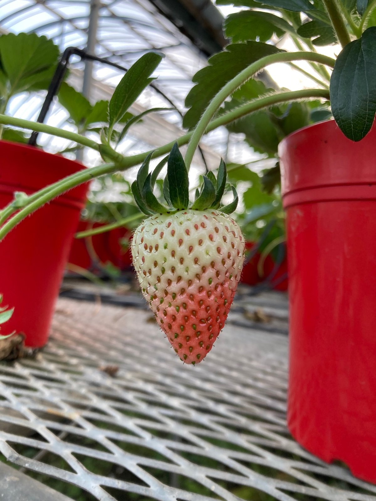 鉢植えイチゴ【よつぼし】 | スズキ農園