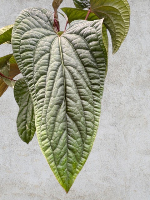 一点物】アンスリウム シリ | スズキ農園