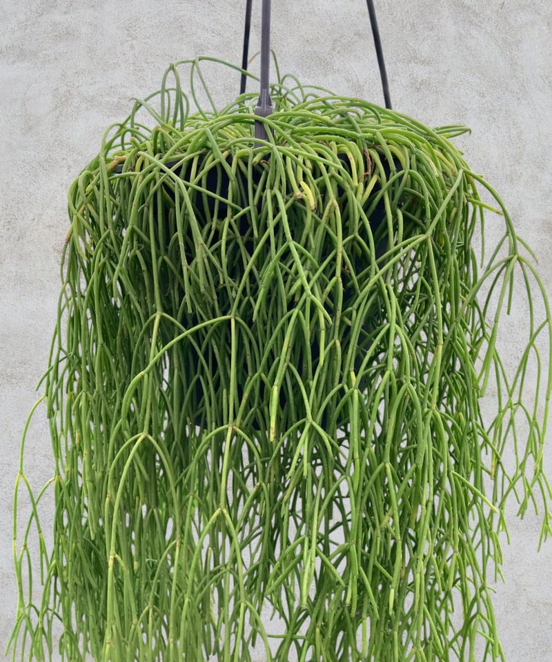 レア品種】リプサリス ミニマ | スズキ農園