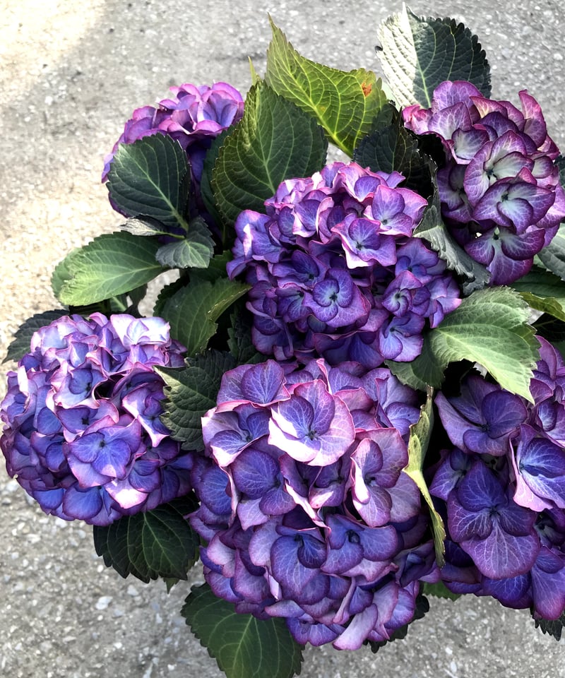 アジサイ ブラックジュエリー 花芽付き苗10.5㎝ポット 1株 | スズキ農園