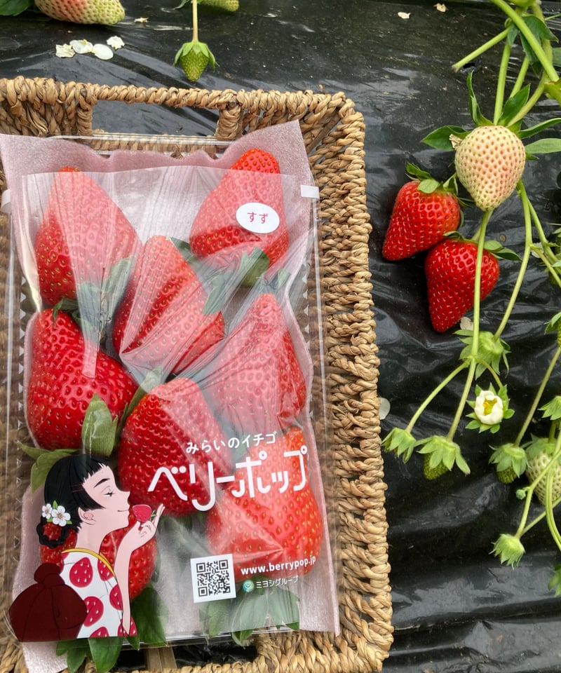 厳選イチゴ食べ比べセット【1箱2パック】 | スズキ農園