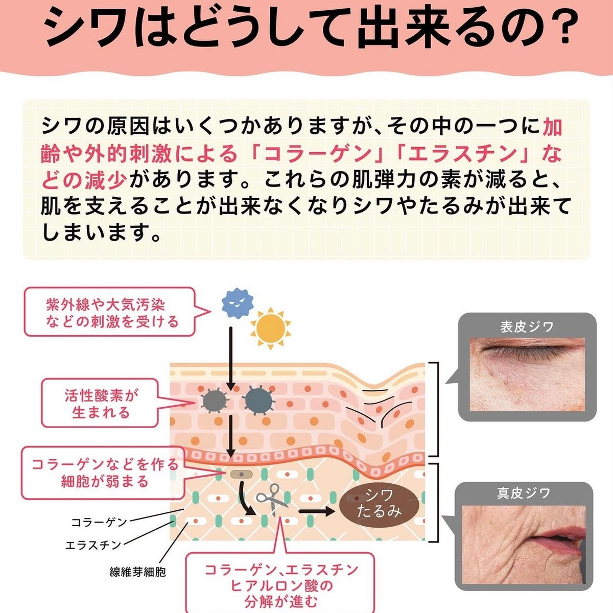 シワイランパウダー | Whila STORE