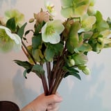 PLEDGE FLOWER