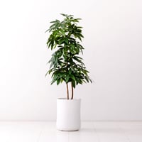 DiamondPlants　Grande  パキラ　次世代型インテリアグリーン　空気清浄効果　人工観葉植物