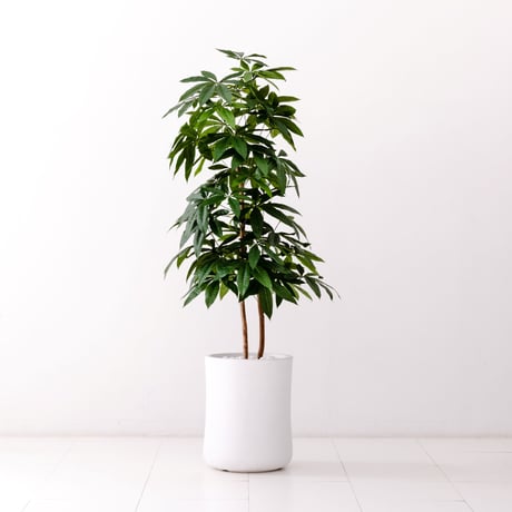 DiamondPlants　Grande  パキラ　次世代型インテリアグリーン　空気清浄効果　人工観葉植物