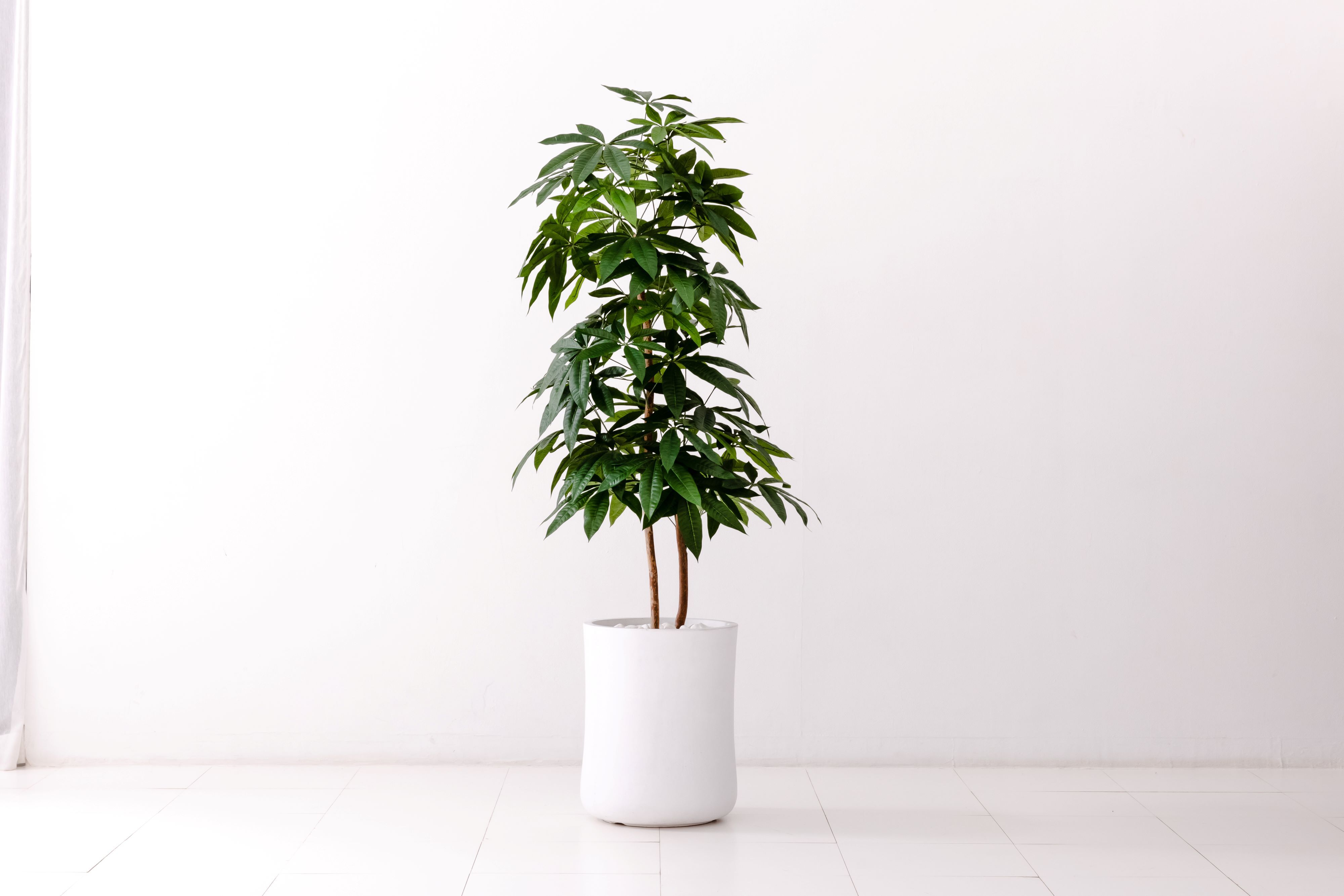 Diamond Plants Grande｜パキラ［開梱・設置・回収］ | Diamond P