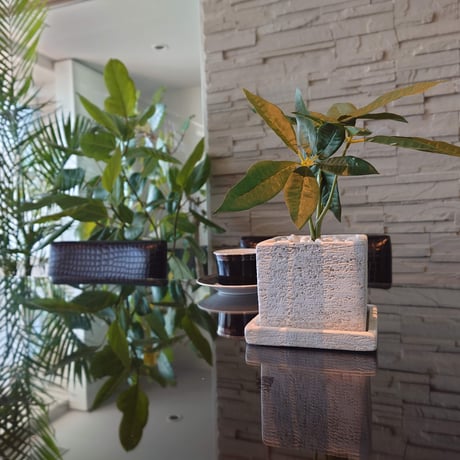 DiamondPlants　Short　パキラ　次世代型インテリアグリーン　空気清浄効果　人工観葉植物
