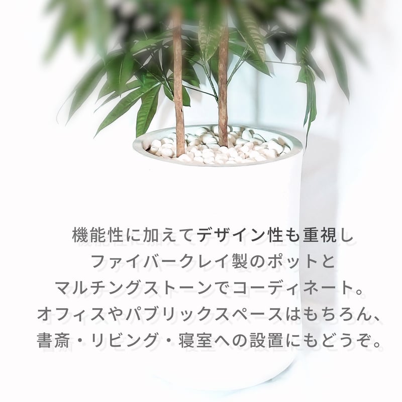 Diamond Plants Grande｜パキラ［配送のみ］ | Diamond Plants
