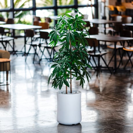 DiamondPlants　Grande  パキラ 　次世代型インテリアグリーン　空気清浄効果　人工観葉植物 [設置・廃材回収サービス付]