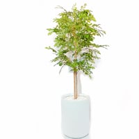 DiamondPlants　Grande  トネリコ 　次世代型インテリアグリーン　空気清浄効果　人工観葉植物[設置・廃材回収サービス付]
