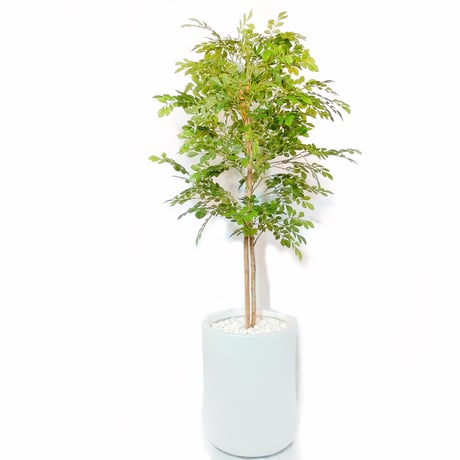 DiamondPlants　Grande  トネリコ 　次世代型インテリアグリーン　空気清浄効果　人工観葉植物[設置・廃材回収サービス付]