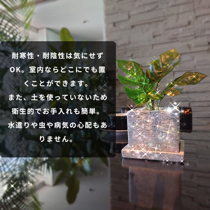 Diamond Plants Grande｜パキラ［配送のみ］ | Diamond Plants