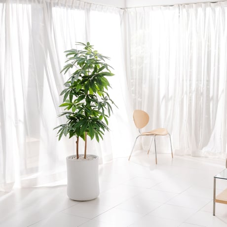 DiamondPlants　Grande  パキラ 　次世代型インテリアグリーン　空気清浄効果　人工観葉植物 [設置・廃材回収サービス付]