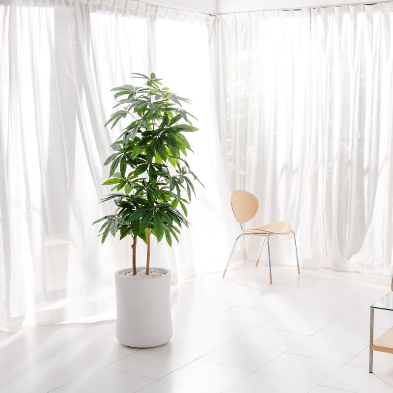 Diamond Plants Grande｜パキラ［開梱・設置・回収］ | Diamond P