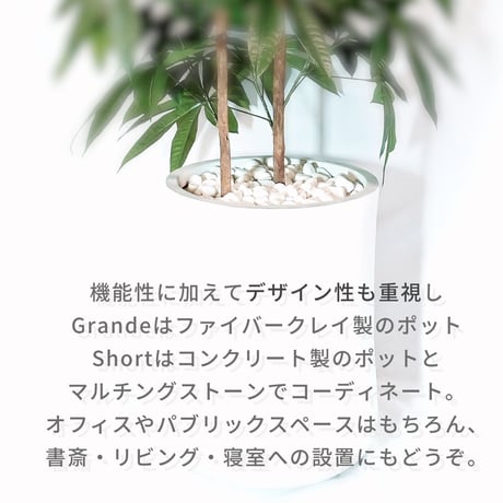 DiamondPlants　Short　パキラ　次世代型インテリアグリーン　空気清浄効果　人工観葉植物