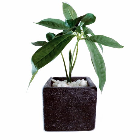 DiamondPlants　Short　パキラ　次世代型インテリアグリーン　空気清浄効果　人工観葉植物