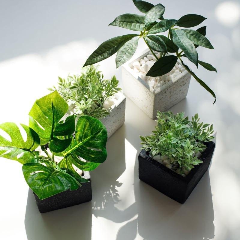 Diamond Plants Short｜パキラ | Diamond Plants