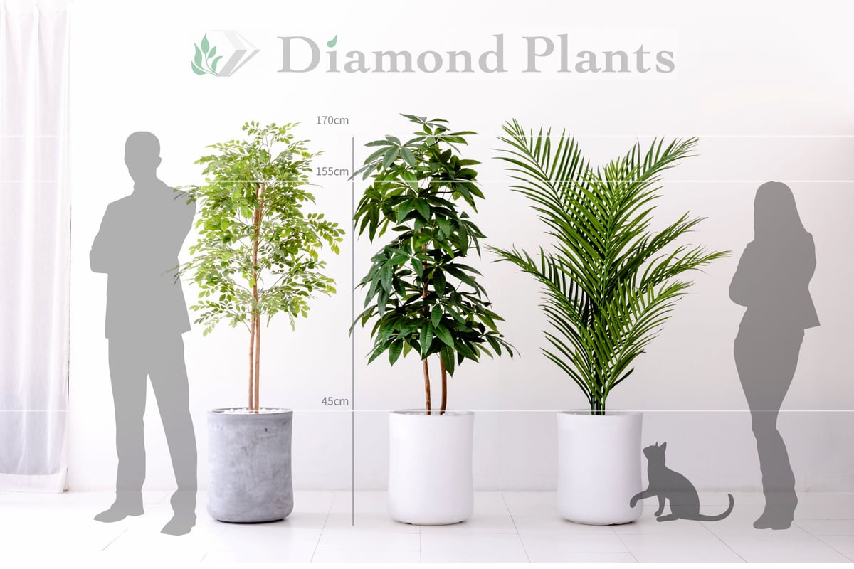 Diamond Plants Grande｜パキラ［配送のみ］ | Diamond Plants
