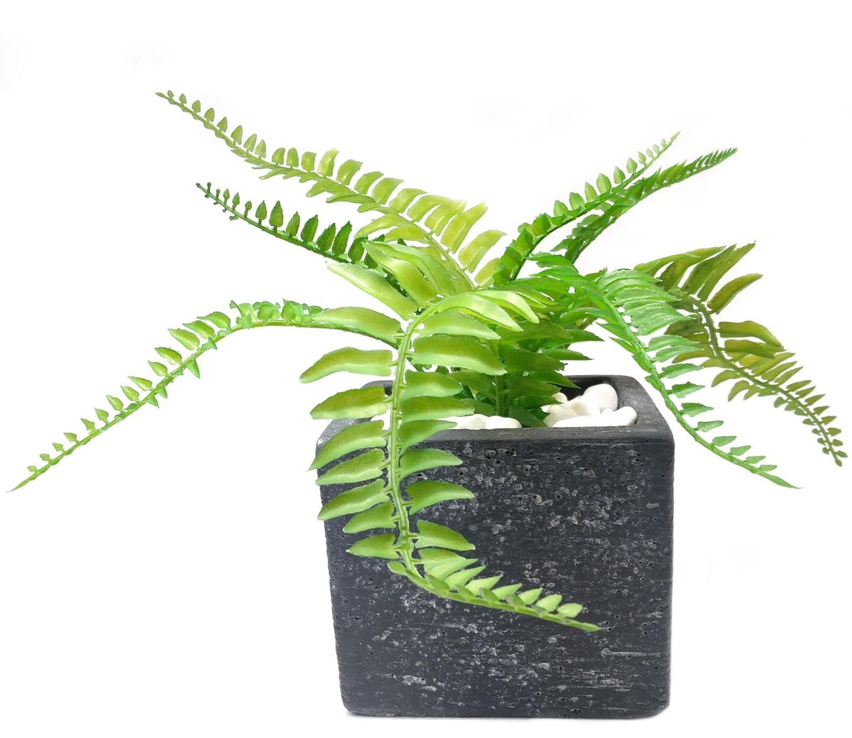 DiamondPlants Short シダ 次世代型インテリアグリーン 空気清浄効果