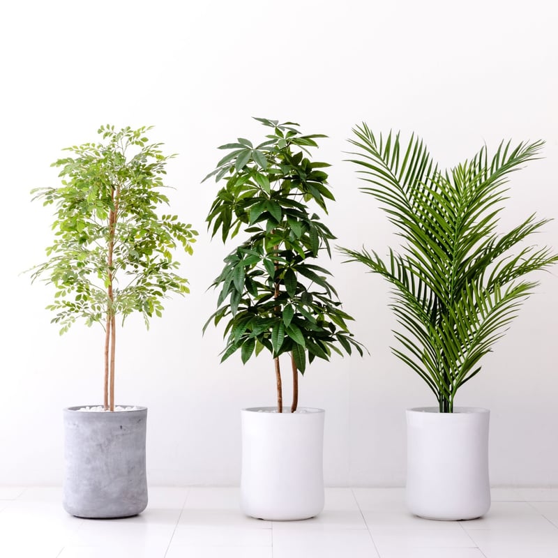 パキラ特大 観葉植物【パキラ（特大）】/バスケット付き・オリジナルギフト