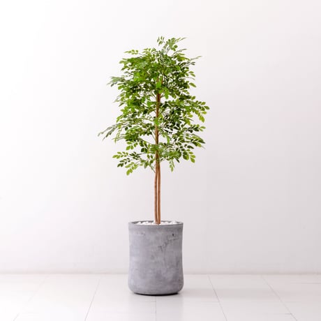 DiamondPlants　Grande  トネリコ 　次世代型インテリアグリーン　空気清浄効果　人工観葉植物[設置・廃材回収サービス付]