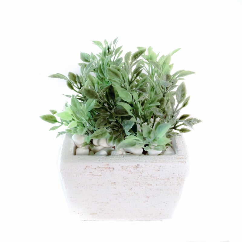 DiamondPlants Short ティーリーフ 次世代型インテリアグリーン