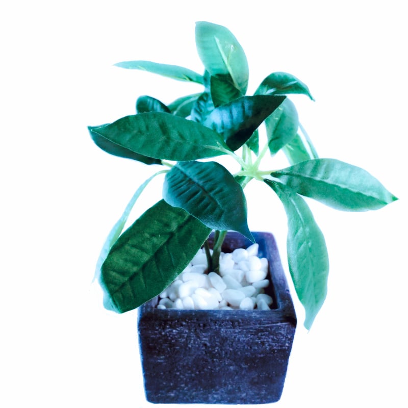Diamond Plants Short｜パキラ | Diamond Plants