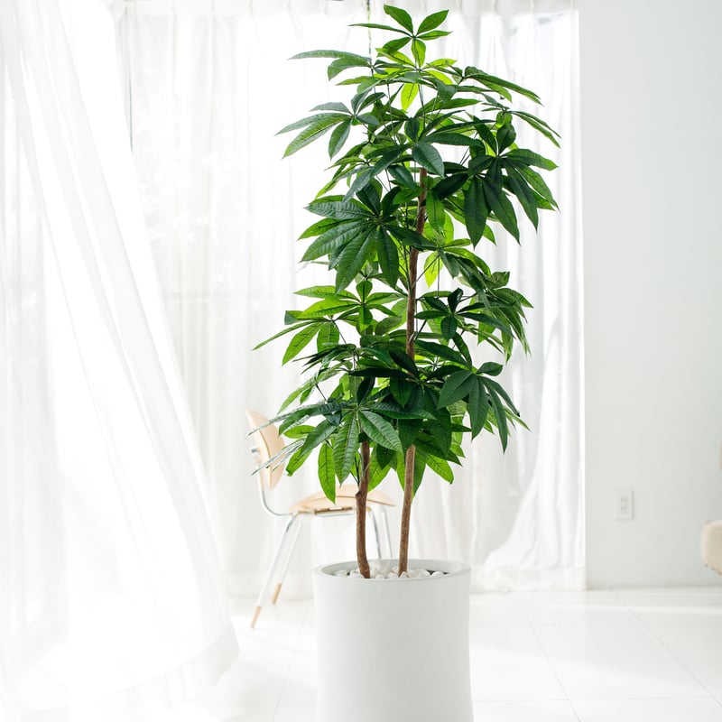 DiamondPlants Grande パキラ 次世代型インテリアグリーン 空気清浄