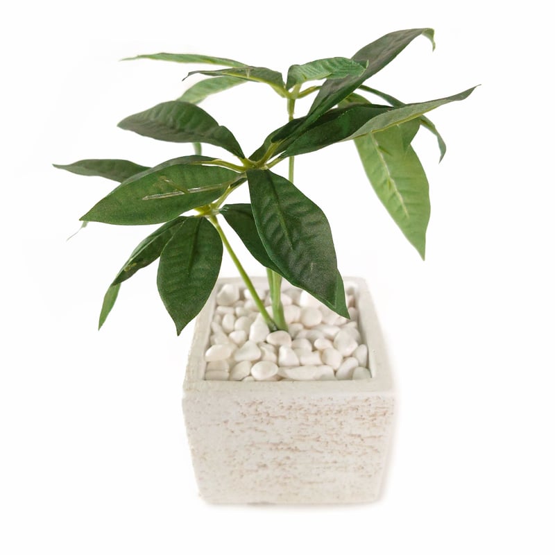 DiamondPlants Short パキラ 次世代型インテリアグリーン 空気