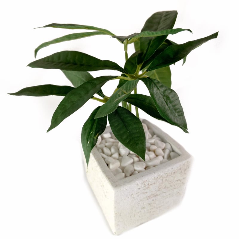 Diamond Plants Short｜パキラ | Diamond Plants