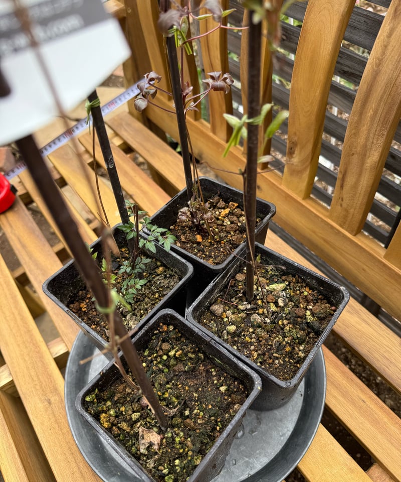 クレマチス4苗セット（風の方位、小波、ブルーエンジェル