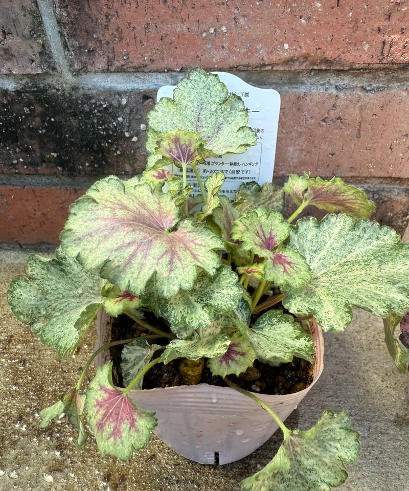 ヒューケラ「スノーウィパンキー」 | Atelier わたぼうし