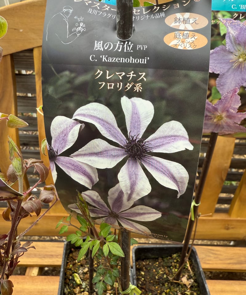 クレマチス 風の方位 4.5号サイズ2年生ポット苗 予約販売