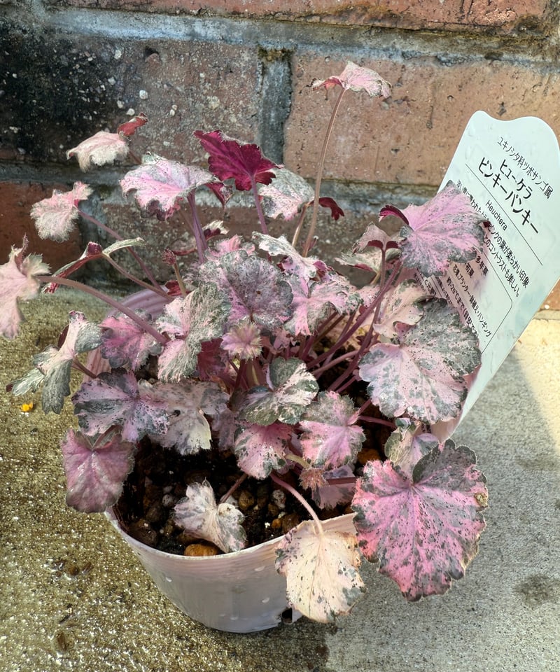 ヒューケラ「ピンキーパンキー」 | Atelier わたぼうし