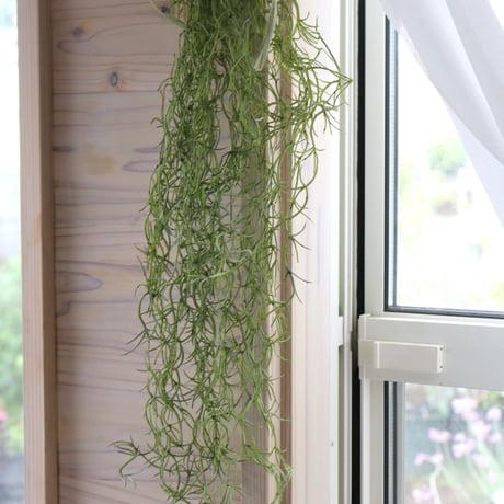 ウスネオイデス | STORES