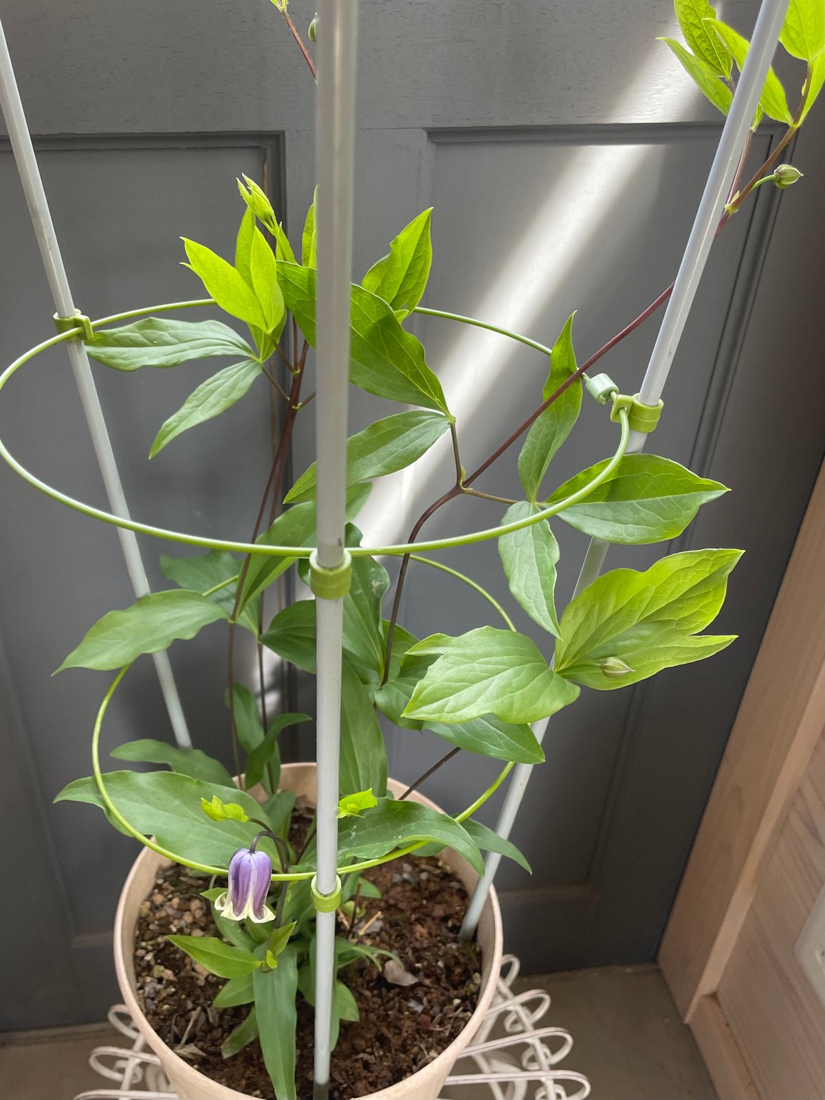 ♡クレマチス♡コアクチリス♡希少♡4号鉢♡ 人間らしく 