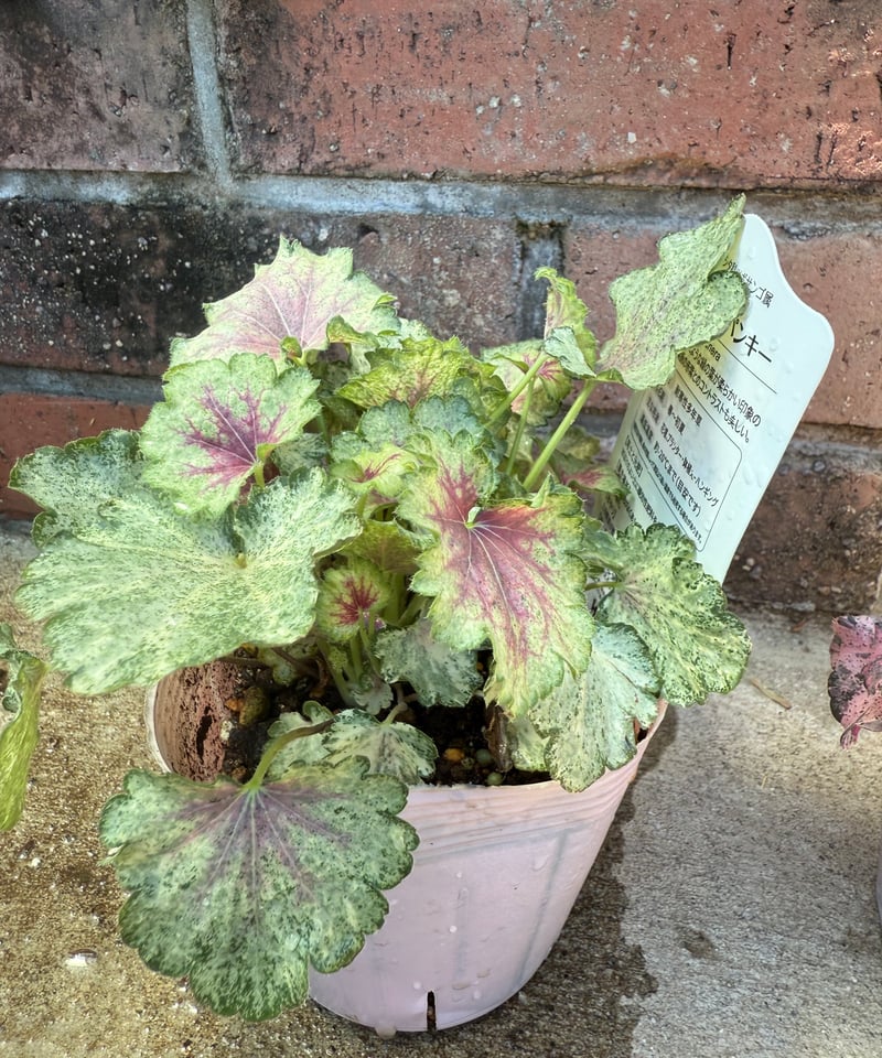 ヒューケラ「スノーウィパンキー」 | Atelier わたぼうし