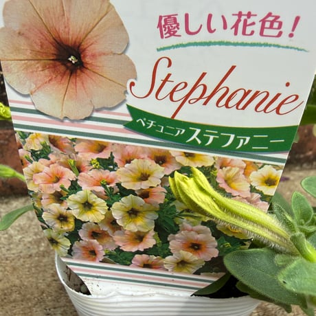 ペチュニア「ステファニー」 | Atelier わたぼうし
