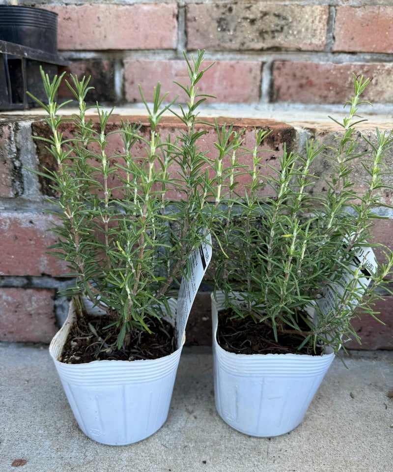 ローズマリー白花 3.5号1ポット | Atelier わたぼうし