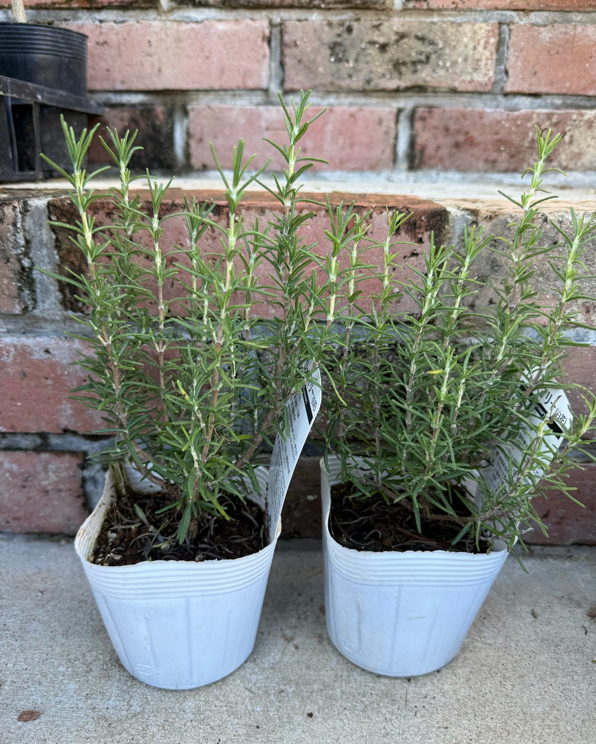 希少(ᵔᴥᵔ)♡白　ローズマリー　ホワイトガーデン　挿し穂枝（ハーブ　料理 希少(ᵔᴥᵔ)♡白 ローズマリー ホワイトガーデン 挿し穂枝（ハーブ