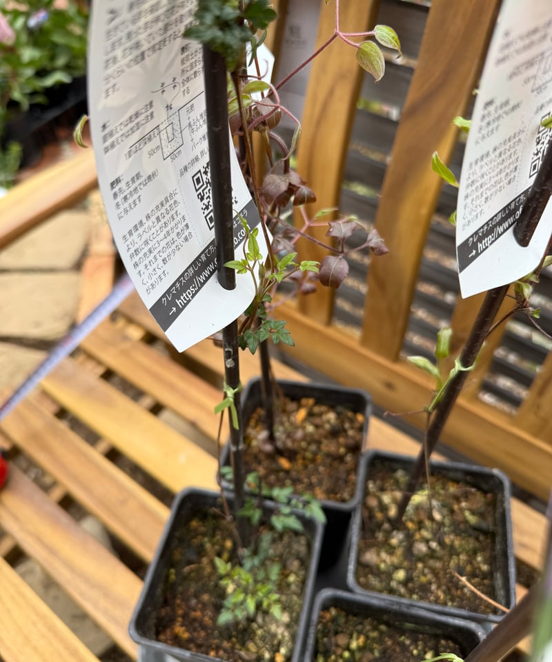 クレマチス　苗　④ 71mL6uvBpkL._UF350,350_QL50_.jpg