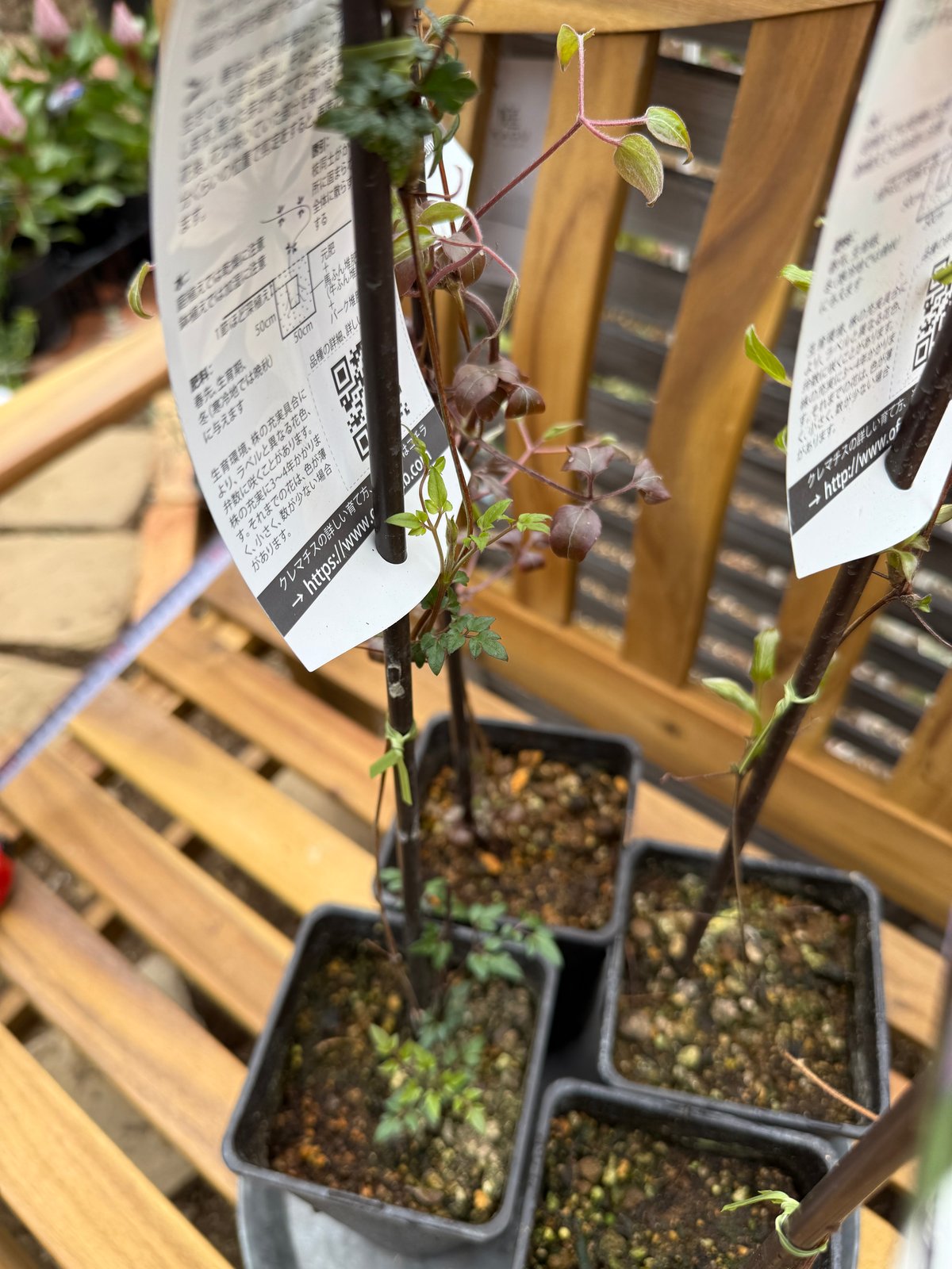 クレマチス　苗　④ 楽天市場】クレマチス はるかすみ 4号苗(J01) : 千草園芸