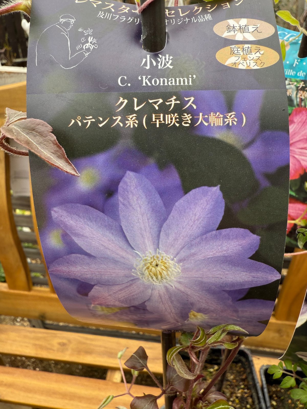 クレマチス4苗セット（風の方位、小波、ブルーエンジェル