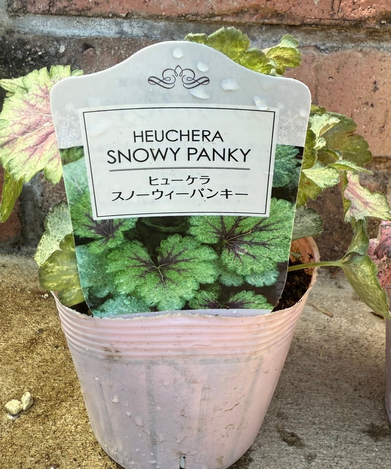 ヒューケラ「スノーウィパンキー」 | Atelier わたぼうし